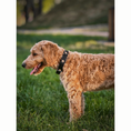 Load image into Gallery viewer, DOGISTRY The DOGISTRY x Fi Rockstar 3+ Collar Band