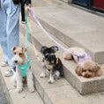 Load image into Gallery viewer, PADDED ACTIVE PET LEASH - MINT PURPLE