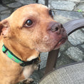 Load image into Gallery viewer, Flamingo Dog Collar