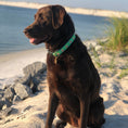 Load image into Gallery viewer, Flamingo Dog Collar
