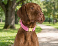 Load image into Gallery viewer, Bowsers Designer Buckle Dog Collar in durango