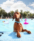 Load image into Gallery viewer, Up Country Floaties Cast Brass Dog Collar