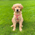 Load image into Gallery viewer, Flower Power Dog Harness