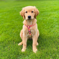 Load image into Gallery viewer, Up Country Flower Power Dog Cast Brass Dog Harness