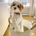 Load image into Gallery viewer, Up Country Flower Power Cast Brass Dog Collar