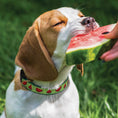 Load image into Gallery viewer, Up Country One in a Melon Cast Brass Dog Collar