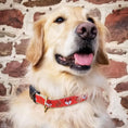 Load image into Gallery viewer, Foxy Dog Collar
