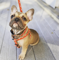 Load image into Gallery viewer, Up Country Foxy Dog Cast Brass Dog Harness