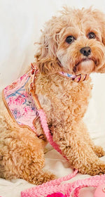 The Lady Dog Harness