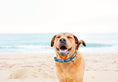 Load image into Gallery viewer, Funky Fish Dog Collar