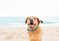 Load image into Gallery viewer, Up Country Funky Fish Cast Brass Dog Collar