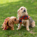 Personalized Dog Bandana Brando Tartan