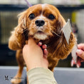 Load image into Gallery viewer, Groomer's Everyday Comb