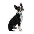 Load image into Gallery viewer, Reflective Collar - Neon Blue