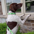 Load image into Gallery viewer, Garden Rabbit Dog Lead