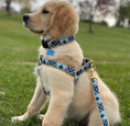 Load image into Gallery viewer, Gordon Plaid Small Breed Dog Harness