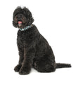 Load image into Gallery viewer, Gordon Plaid Extra Wide Dog Collar 1.5"
