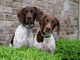 Load image into Gallery viewer, Up Country Gordon Plaid Cast Brass Dog Collar