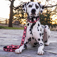 Load image into Gallery viewer, Up Country Got Bones Cast Brass Dog Collar