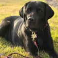 Load image into Gallery viewer, Up Country Got Bones Cast Brass Dog Collar
