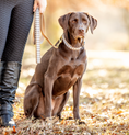 Load image into Gallery viewer, Gray Buffalo Check Dog Lead