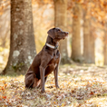 Load image into Gallery viewer, Gray Buffalo Check Dog Collar