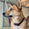 Load image into Gallery viewer, Color Market Dog Collar - Wide
