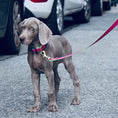 Load image into Gallery viewer, Color Market Dog Lead