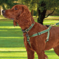 Load image into Gallery viewer, Color Market Dog Lead