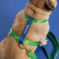 Load image into Gallery viewer, Frenchie Strap Harness - Green Marble