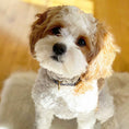 Load image into Gallery viewer, Up Country Gridlock Cast Brass Dog Collar