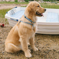 Load image into Gallery viewer, Up Country Gull Watch Cast Brass Dog Collar