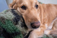 Load image into Gallery viewer, HuggleCause™, Warrior Canine Connection, Camouflage HuggleFleece® Plush Ball Dog Toy - image 5