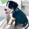 Load image into Gallery viewer, Heart of Gold Dog Collar
