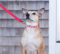 Load image into Gallery viewer, Up Country Heart to Heart Narrow Cast Brass Dog Collar
