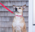 Load image into Gallery viewer, Heart to Heart Wide Dog Collar