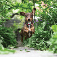 Load image into Gallery viewer, Hibiscus Printed Dog Collar