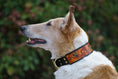 Load image into Gallery viewer, The Honey Bee Dog Collar - Southlake Paws