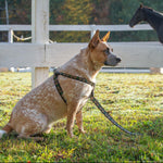Horseshoes Dog Harness