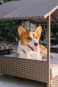 Load image into Gallery viewer, Huntley Pet Rattan Wicker Indoor Outdoor Cabana Raised Pet Bed