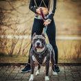 Load image into Gallery viewer, Handstitched "David" harness