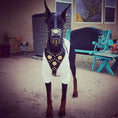 Load image into Gallery viewer, 'Maximus'' Basket Muzzle Black & Gold