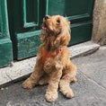 Load image into Gallery viewer, Terracotta - Comfort Dog Harness
