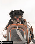 Load image into Gallery viewer, Mr. Peanut's Gold Series Standard Size Airline Compliant Pet Carrier