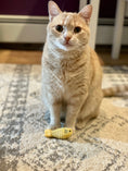 Load image into Gallery viewer, HuggleKats® Sardinies Cat Toys, 3 Pack - image 8