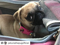 Load image into Gallery viewer, Mr. Peanut's Gold Series Standard Size Airline Compliant Pet Carrier