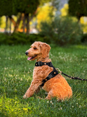 The NoMad Adjustable Luxe Harness - Rockstar