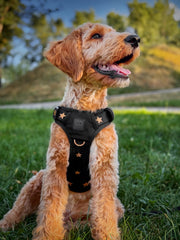 The NoMad Adjustable Luxe Harness - Rockstar