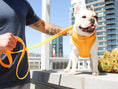 Load image into Gallery viewer, Luxe Harness - Soleil - Southlake Paws