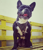 'Frenchie'' studded leather harness Small to Medium Size